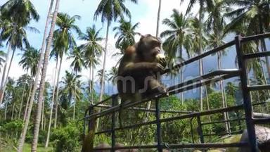 猴子椰子<strong>采集</strong>者坐在皮卡上吃椰子